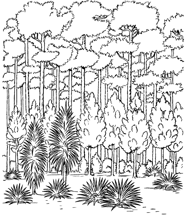 Розмальовки Ліс і пейзажі дрімучий ліс, розфарбування, високі дерева, змішаних ліс