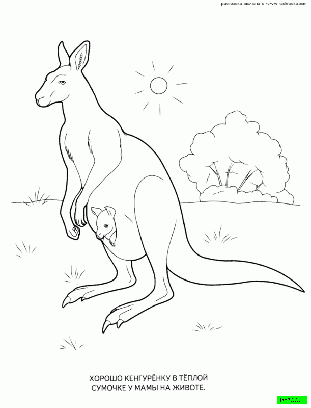 Розмальовки Австралія розмальовки для дітей, тварини, Австралія, кенгуру