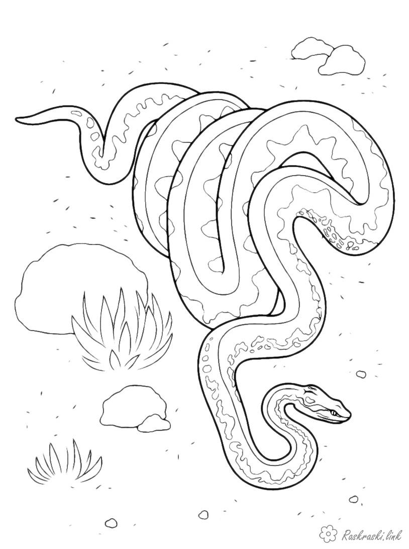 Розмальовки змія розмальовки для дітей, тварини, Австралія, змія