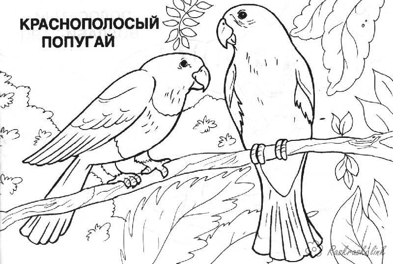 Розмальовки папуга Краснополосий папуга