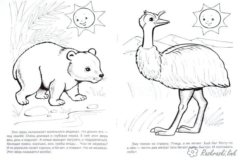 Раскраски Австралия раскраски для детей, животные, Австралия, вомбат, эму
