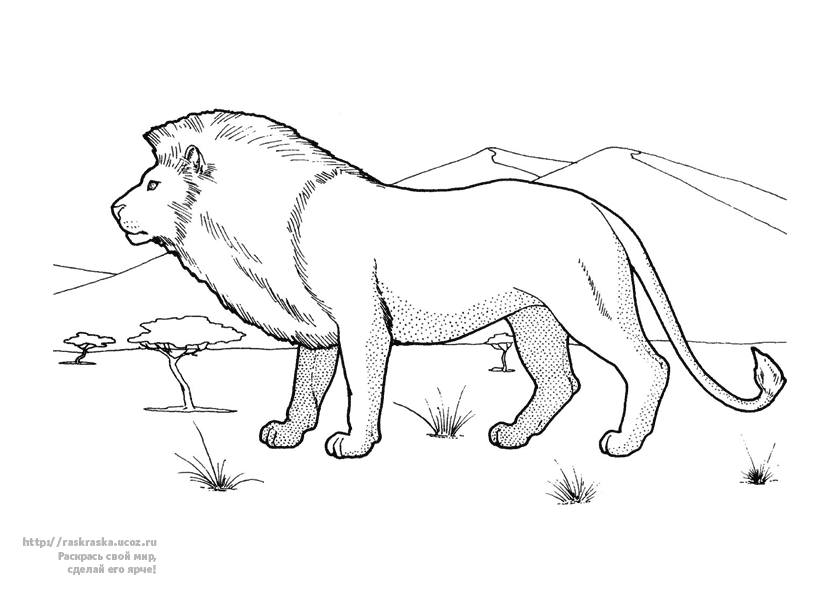 Розмальовки лев розмальовки для дітей, тварини, Африка, лев