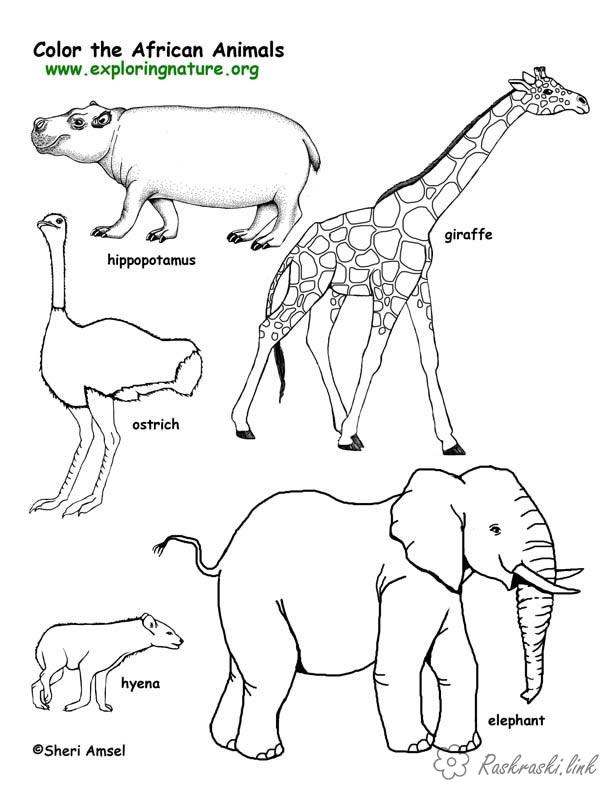 Розмальовки тварини розмальовки для дітей, тварини, Африка