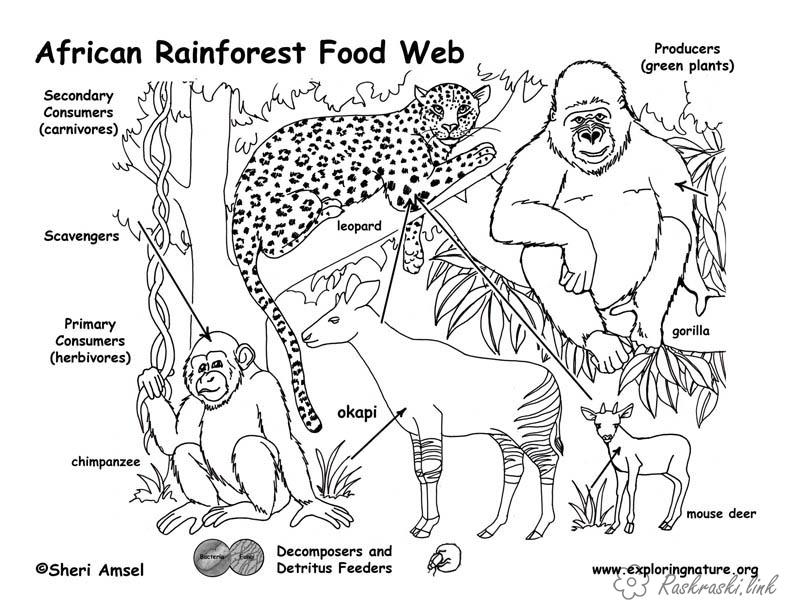 Розмальовки Африка розмальовки для дітей, тварини, Африка