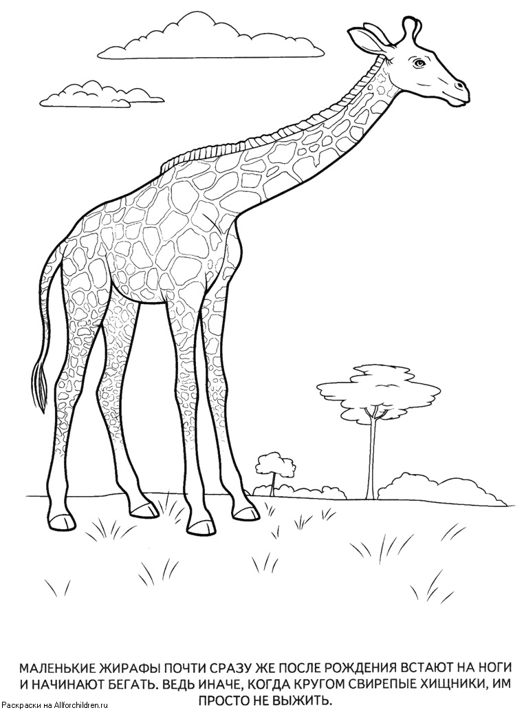Розмальовки жираф розмальовки для дітей, тварини, Африка, жираф