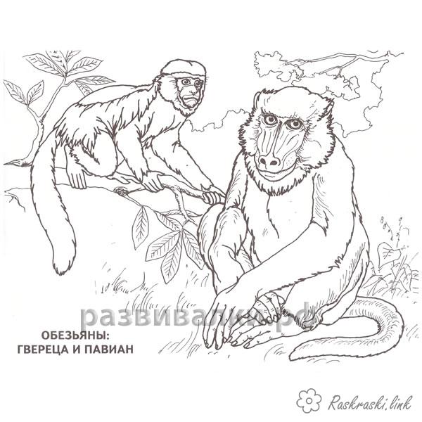 Розмальовки Африка розмальовки для дітей, тварини, Африка, мавпа
