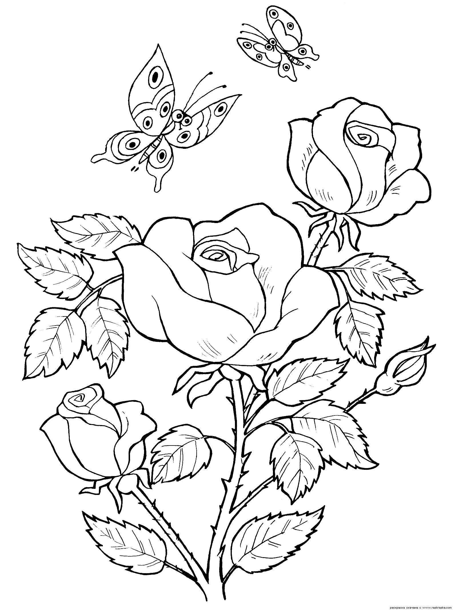 Розмальовки Розфарбувати квіти Дитяча розфарбування квіти, троянди