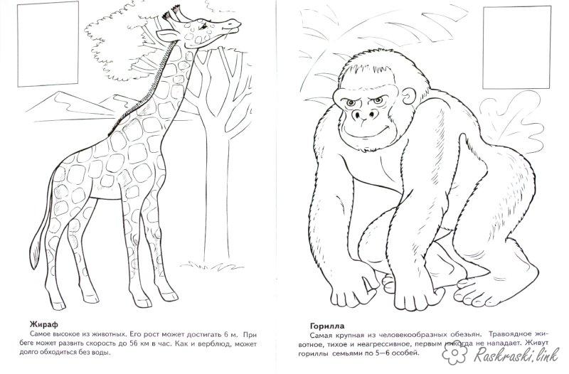 Розмальовки жираф Жираф і горили