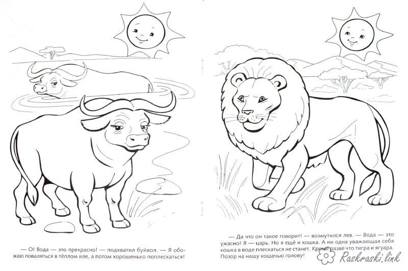 Розмальовки тварини Буйвол і лев