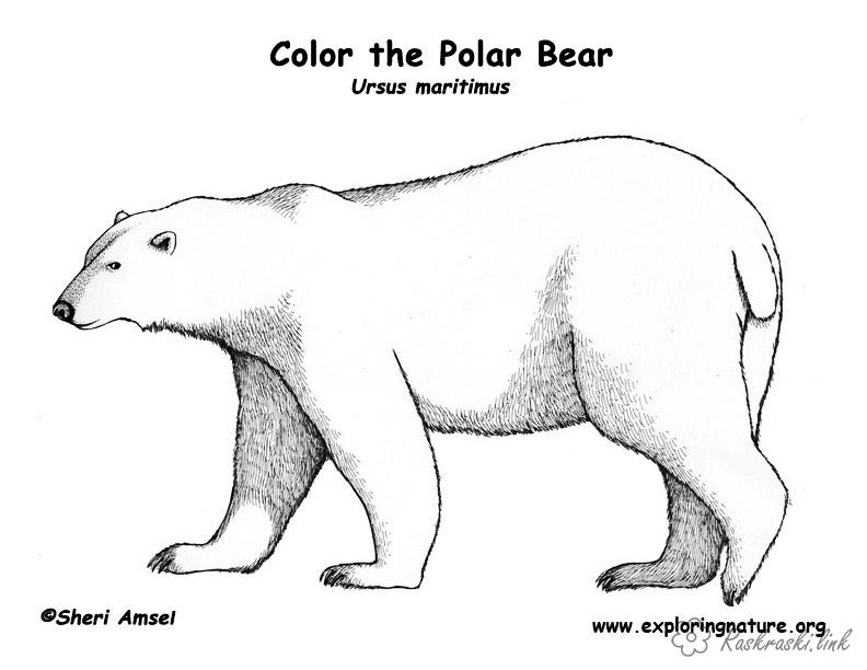 Розмальовки Антарктида раскраски для детей, животные, Антарктида, белый медведь