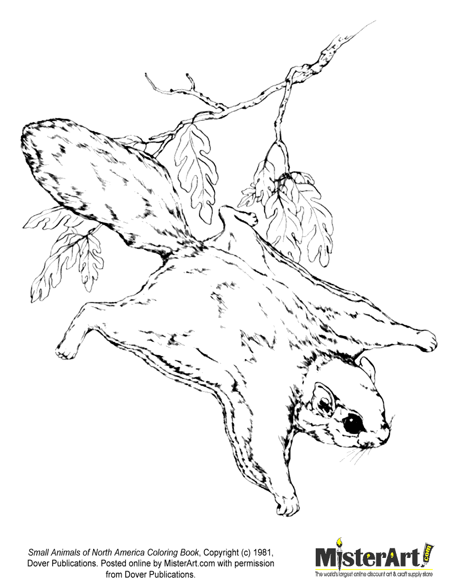 Розмальовки Північна Америка розмальовки для дітей, тварини, Північна Америка, білка-летяга
