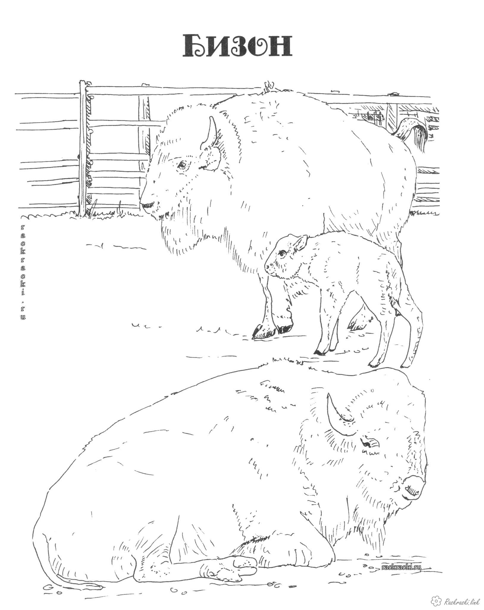 Розмальовки Північна Америка розмальовки для дітей, тварини, Північна Америка, бізон