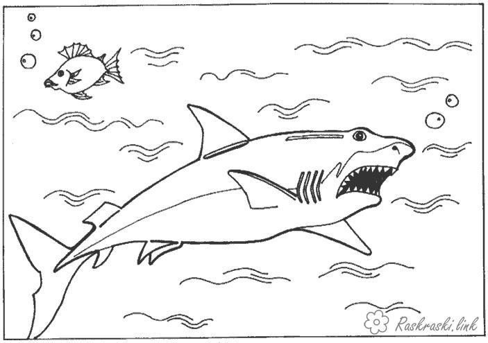 Розмальовки підводний Підводний світ, акула, риби