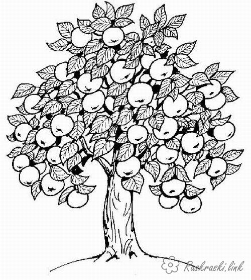 Розмальовки Дерева Яблуня, яблука