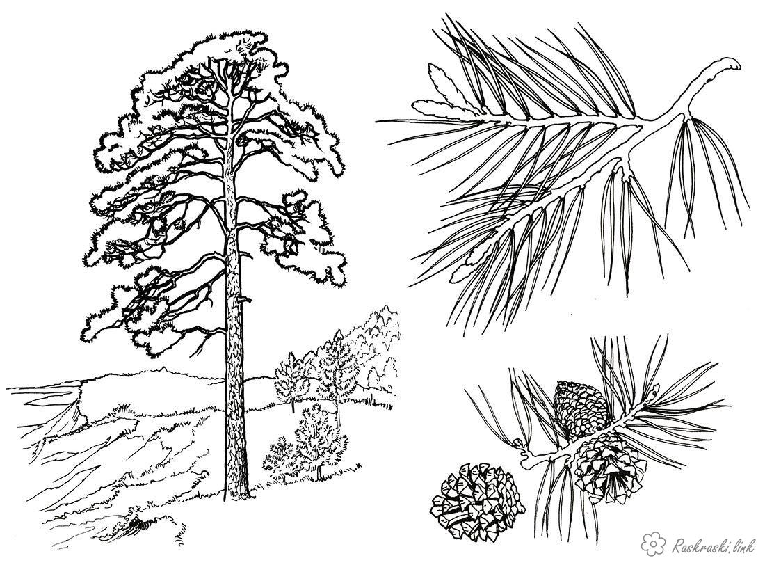 Розмальовки Дерева Сосна, голки, шишки
