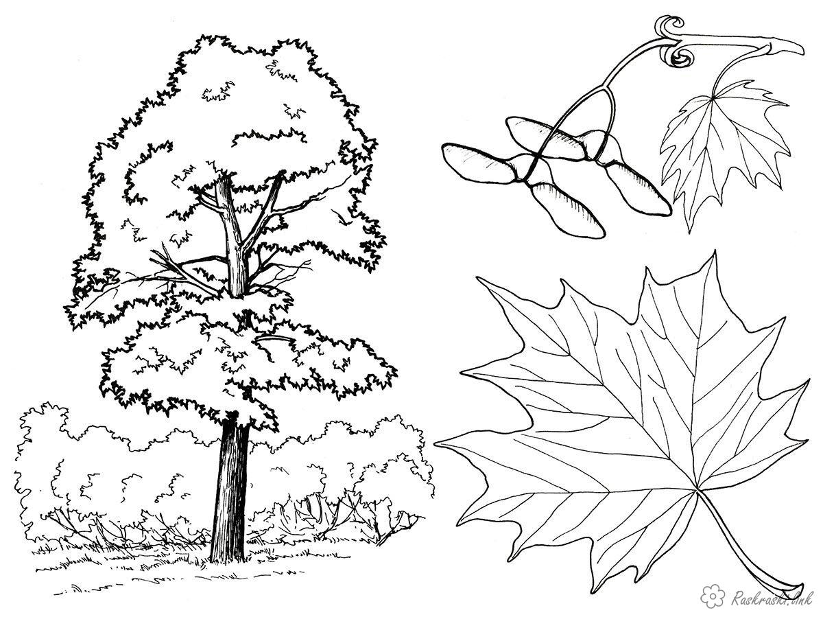 Розмальовки Дерева Дерево, клен, лист