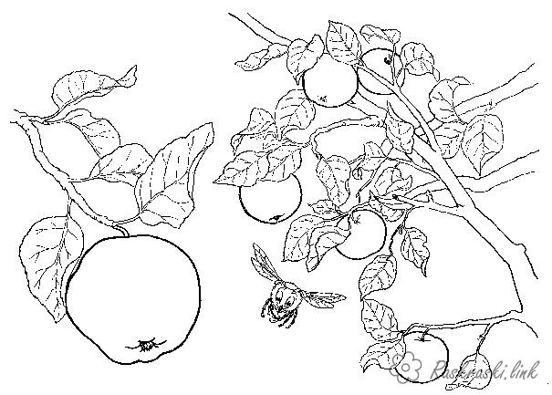 Розмальовки гілка Яблуня, гілка, яблука