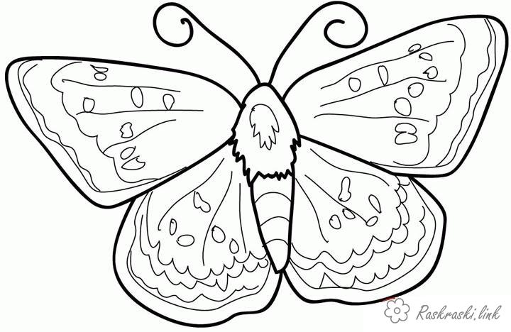 Розмальовки Комахи Комахи, метелик