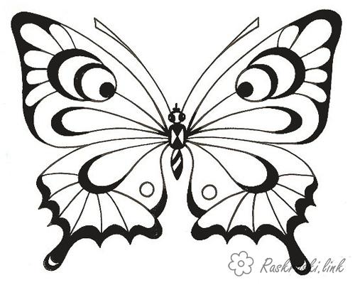 Розмальовки Комахи Метелик, комахи