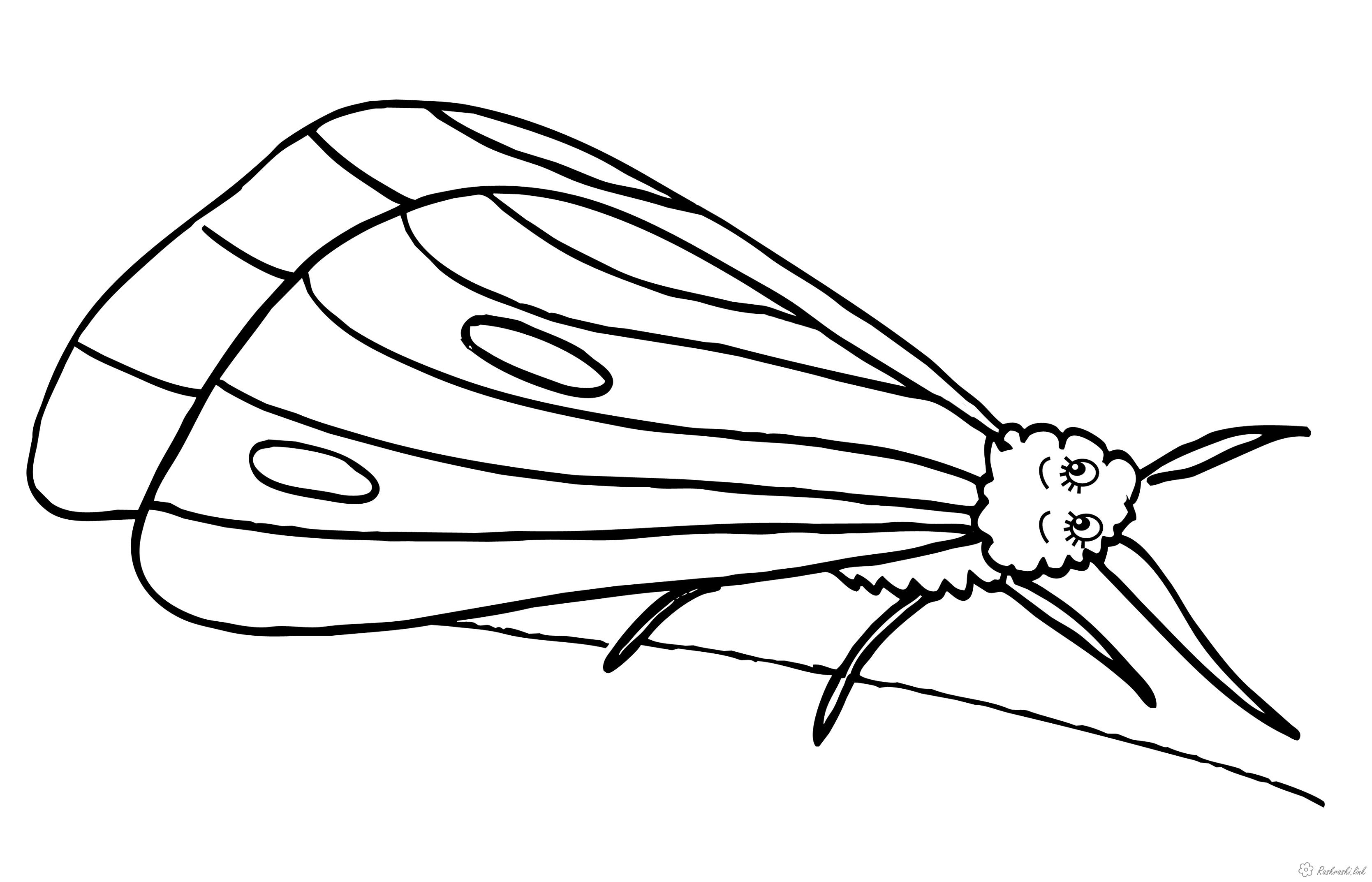Розмальовки Комахи Розмальовка комахи, метелик, метелик