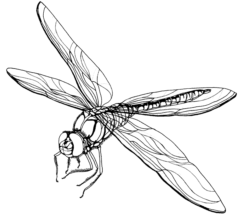 Розмальовки комахи Розмальовка реалістична бабка