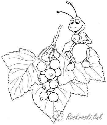 Розмальовки збирає Комахи, мураха, ягоди