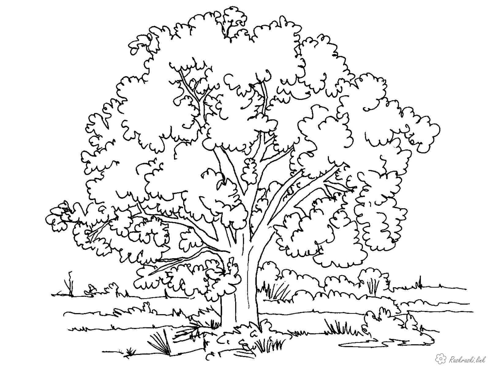 Розмальовки Відпочинок на природі Дитяча розфарбування природа, багаторічні дерева