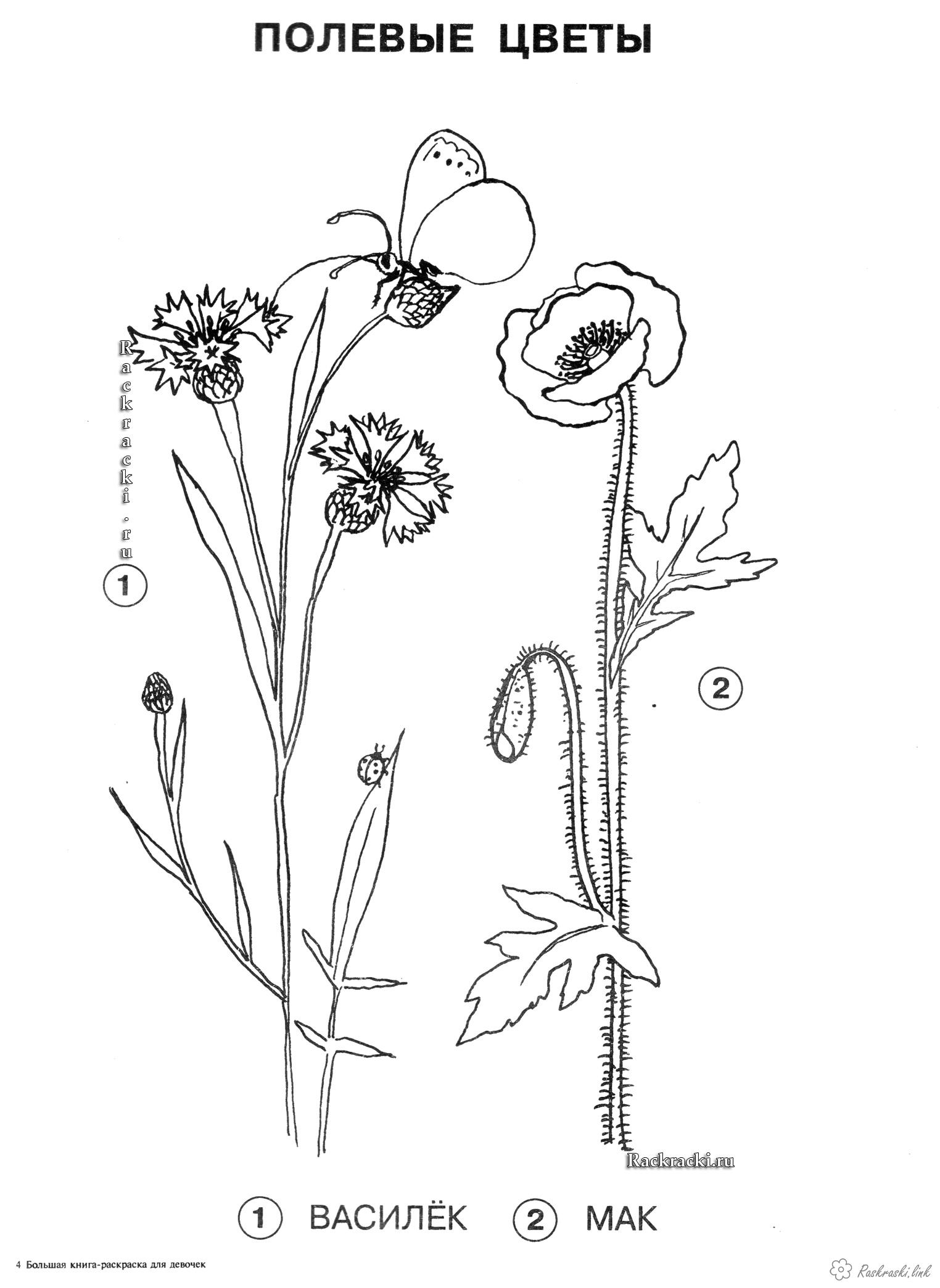 Розмальовки квіти Волошка і мак