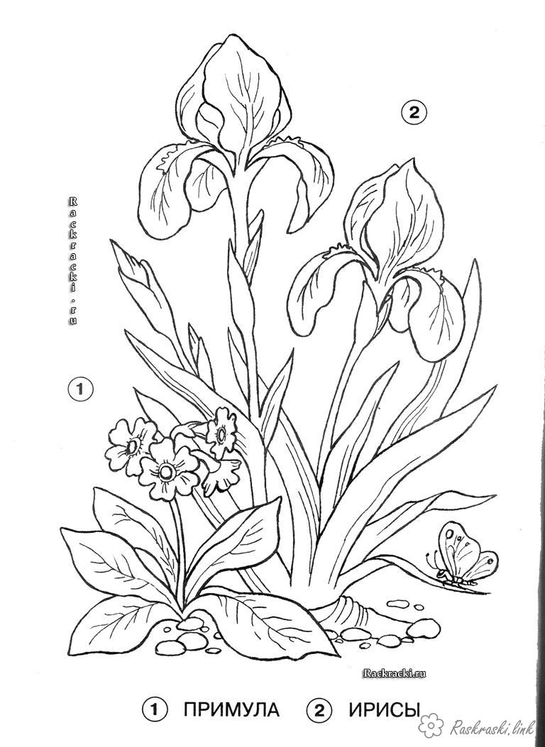 Розмальовки квіти Примула та іриси