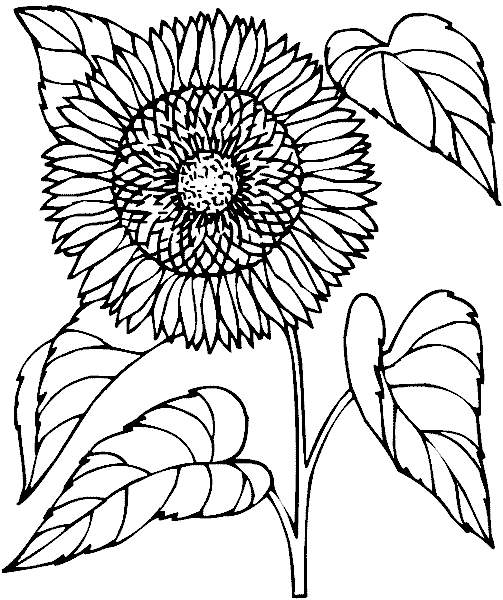 Розмальовки квіти Соняшник