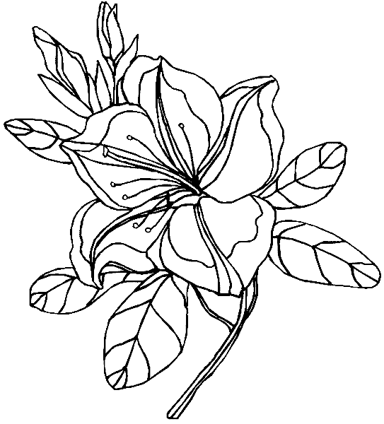 Розмальовки рослини Квітка