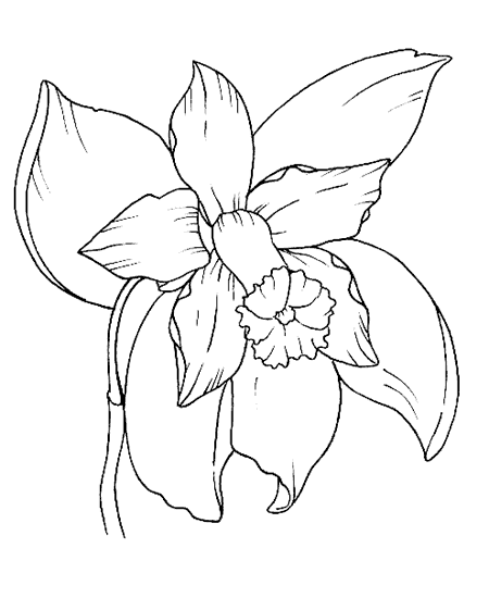 Розмальовки квітка Квітка