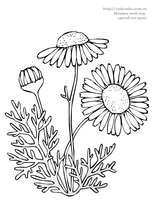 Розмальовки квіти Квітка