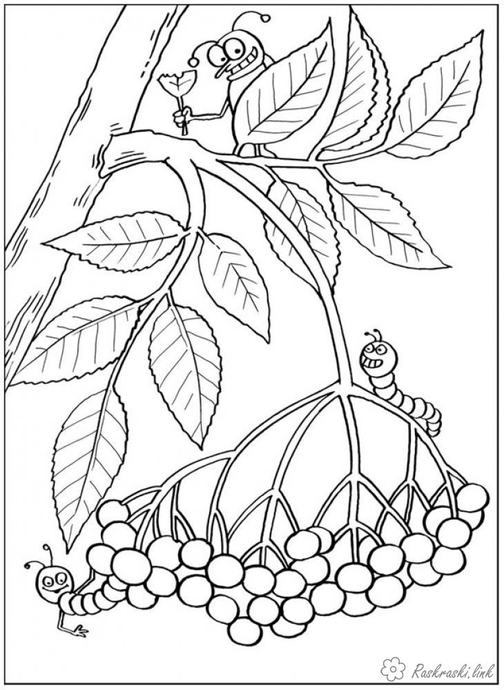 Розмальовки ягоди розмальовки рослини, природа, ягоди, листя