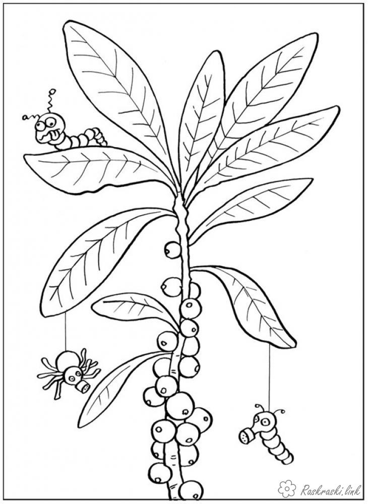 Розмальовки Рослини розмальовки рослини, природа, ягоди