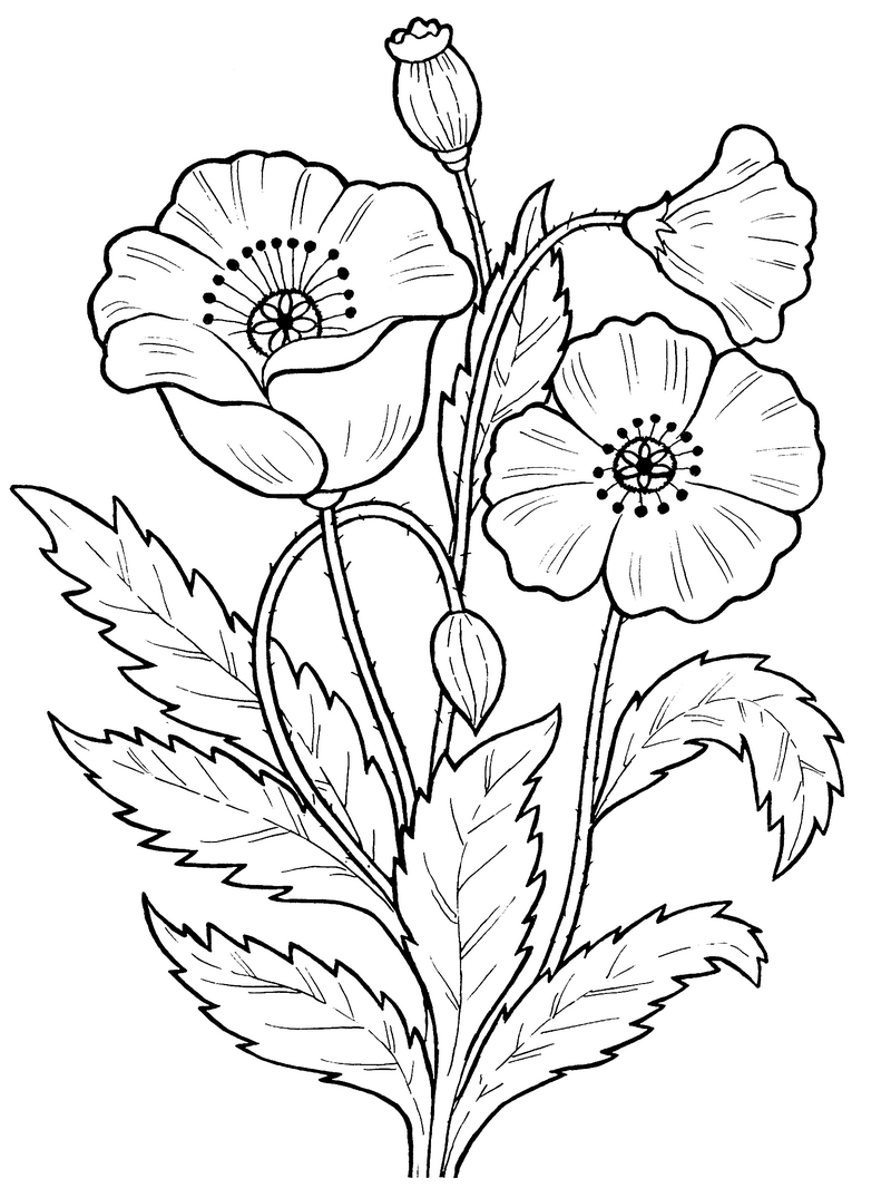 Розмальовки квіти розмальовки рослини, природа, квіти