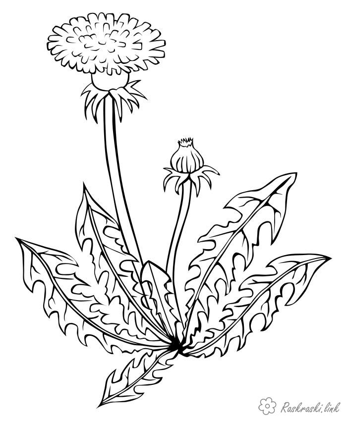 Розмальовки кульбаба розмальовки рослини, природа, квіти, кульбаба