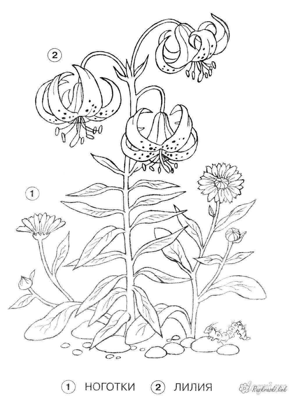 Розмальовки рослини Нігтики і лілія