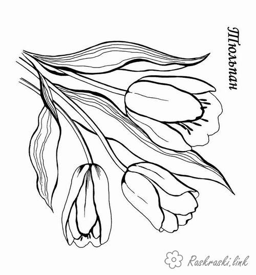 Розмальовки квіти Тюльпани