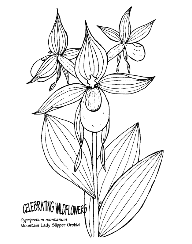 Розмальовки рослини Квіти