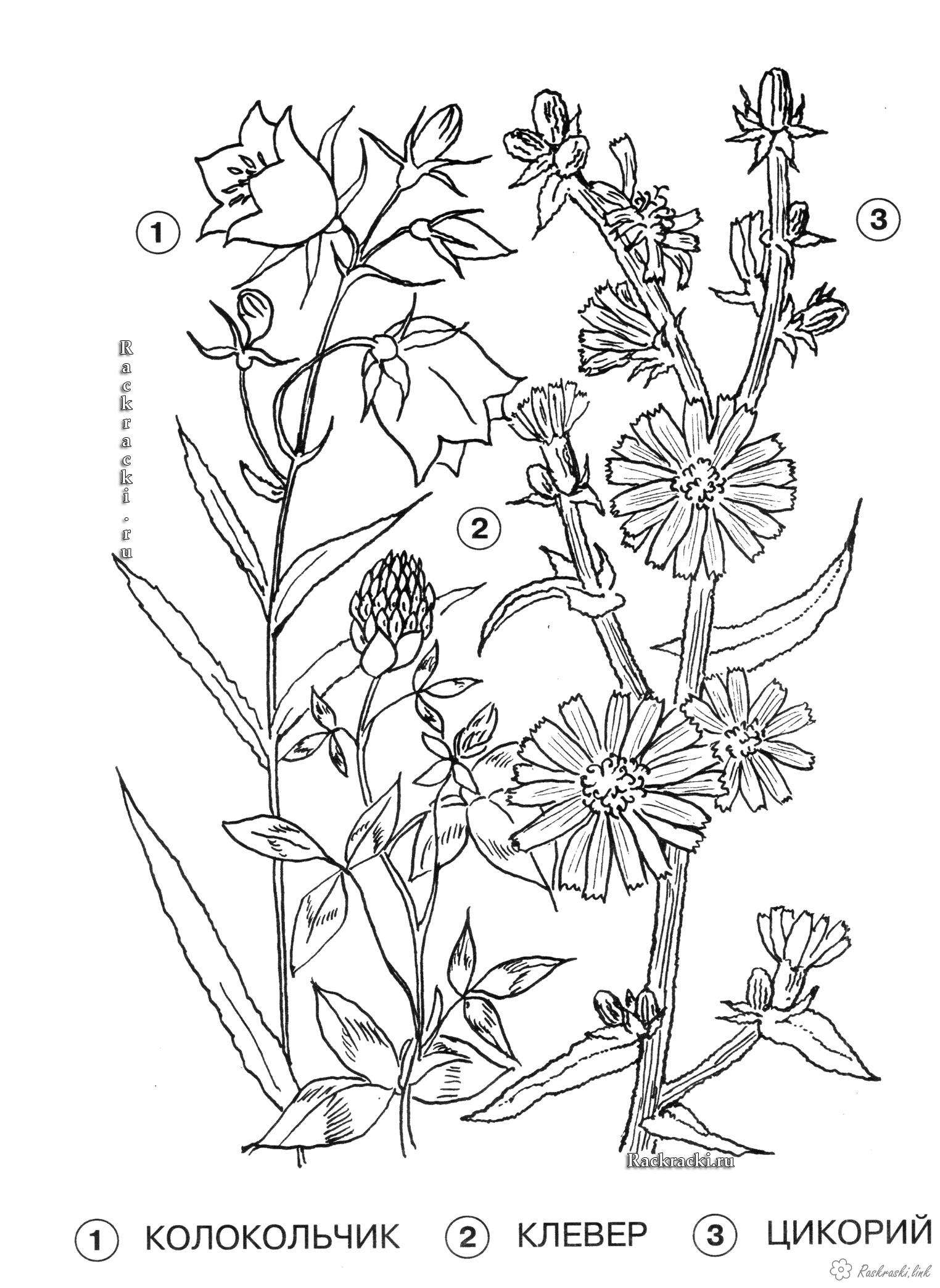 Розмальовки квіти Рослини