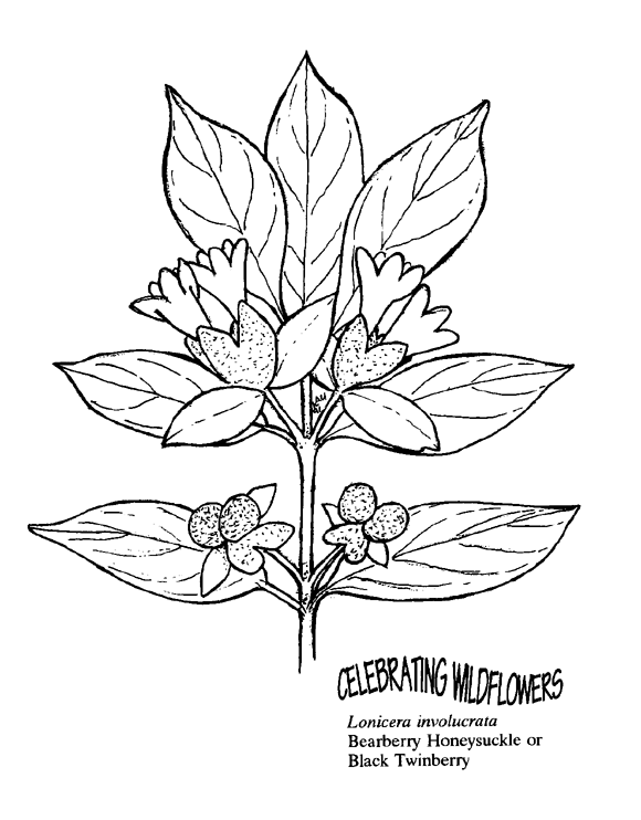 Розмальовки рослини Квіти