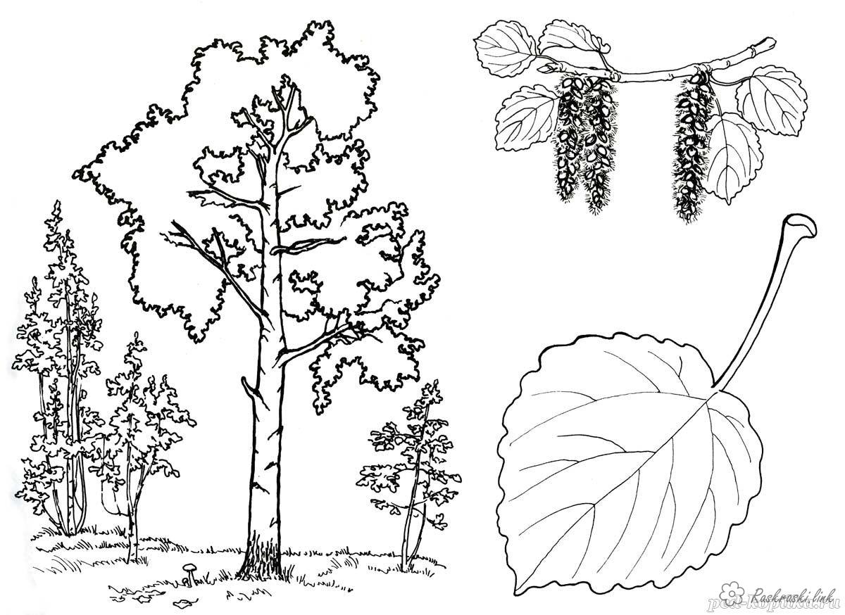 Розмальовки Дерева розмальовки дерева, розмальовки природа, дерево, лист
