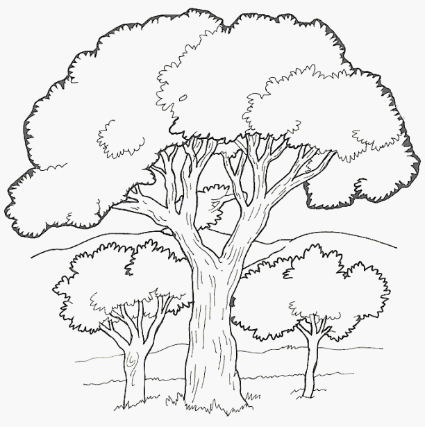 Розмальовки три розмальовки дерева, розмальовки природа, дерево