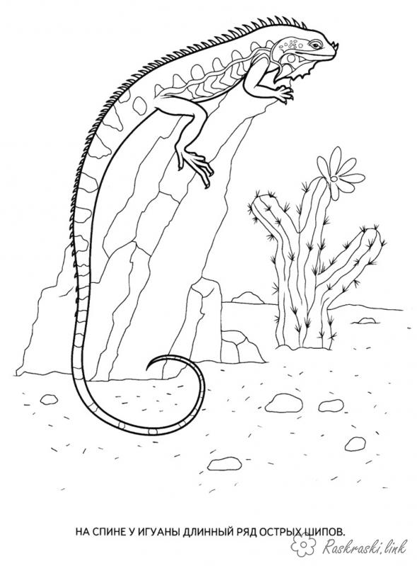 Розмальовки ігуана розмальовки рептилії, розмальовки природа, ящірка