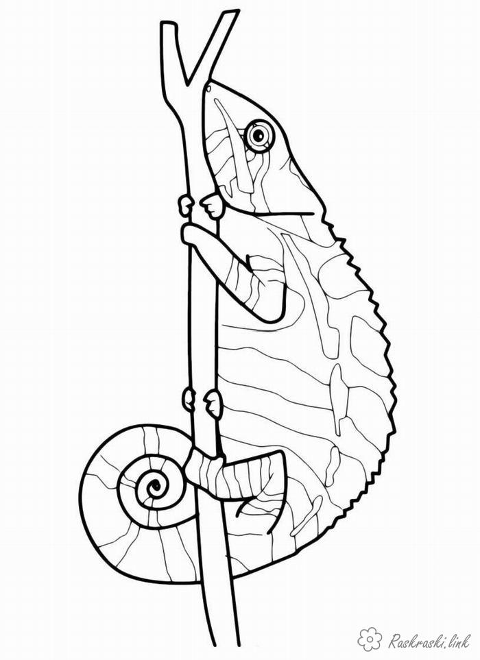 Розмальовки ящірка Ящірка