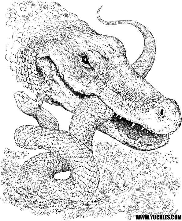 Reptiles Free Coloring Pages Online Print 
