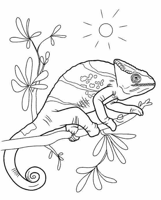 Розмальовки рептилії Ящірка на гілці
