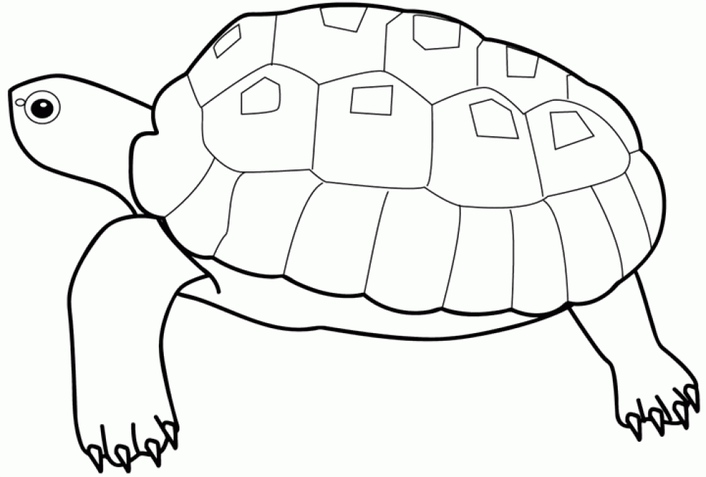 Розмальовки тварини Черепаха