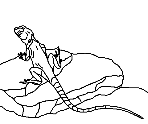 Розмальовки природа Ящірка на камені